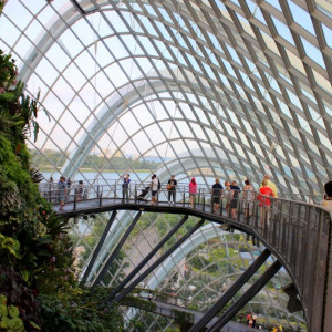 Cloud Forest