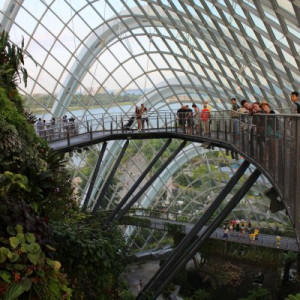 Cloud Forest