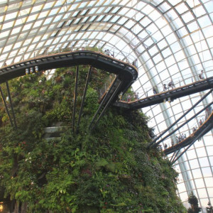 Cloud Forest