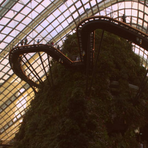Cloud Forest