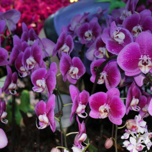 Flower Dome