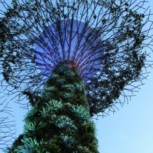 Supertree Grove