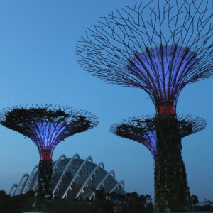 Supertree Grove