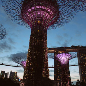 Supertree Grove