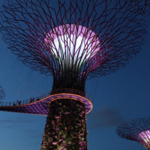 Supertree Grove