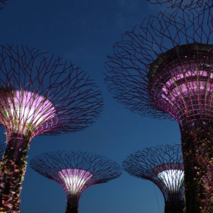 Supertree Grove