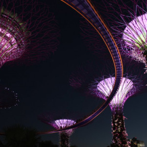 Supertree Grove e OCBC Skyway