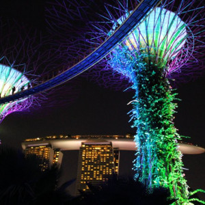 Supertree Grove