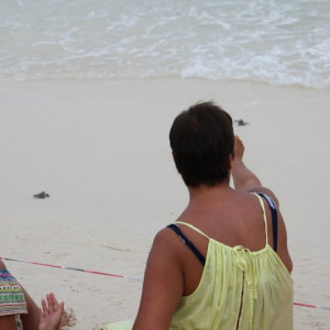 Largada de tartarugas recém-nascidas na praia
