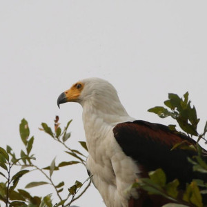 Parque Nacional Da Quissama (27)