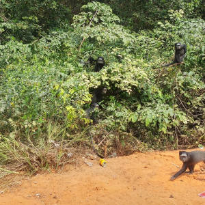 Parque Nacional Da Quissama (36)