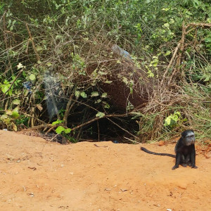 Parque Nacional Da Quissama (37)