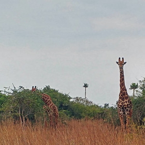 Parque Nacional Da Quissama (44)
