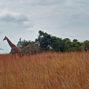 Parque Nacional Da Quissama (46)