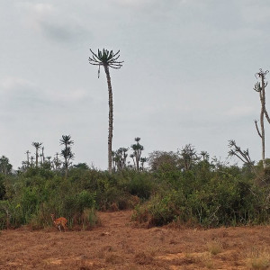 Parque Nacional Da Quissama (51)
