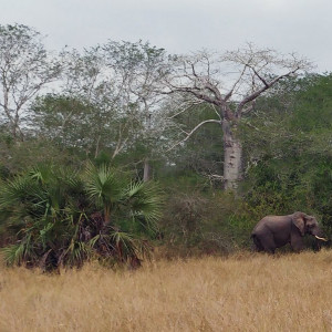 Parque Nacional Da Quissama (54)
