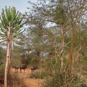 Parque Nacional Da Quissama (61)