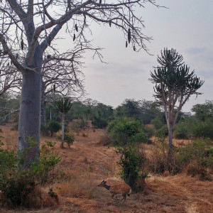 Parque Nacional Da Quissama (63)
