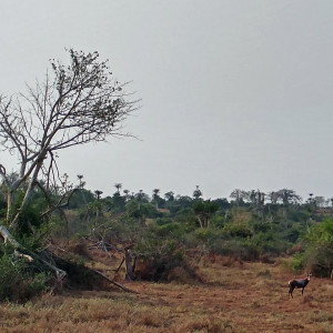 Parque Nacional Da Quissama (64)