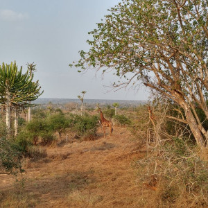 Parque Nacional Da Quissama (65)