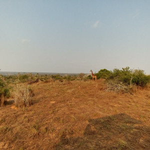 Parque Nacional Da Quissama (67)