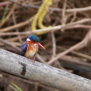 Parque Nacional Da Quissama (72)