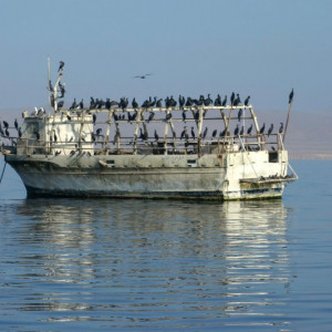 Paracas-Ilha 2