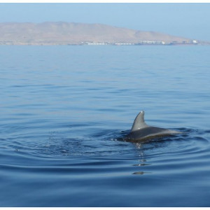 Paracas-Ilha 3