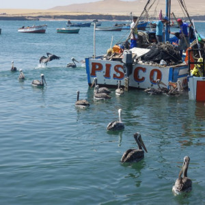Paracas-Ilha 19