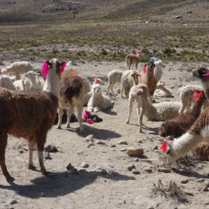 Colca 5