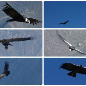 Colca 26