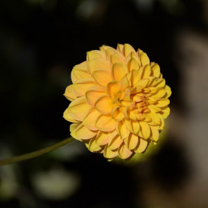 DSC_1671a (Copiar)