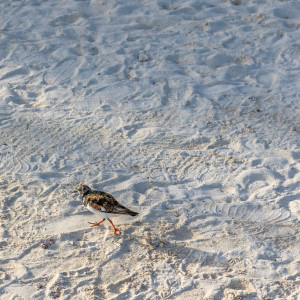 Fauna2
