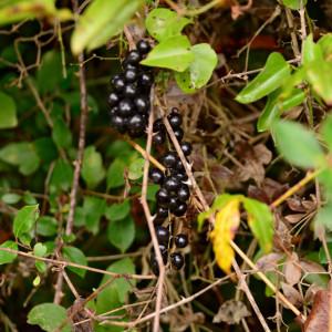 DSC_2339a (Copiar)