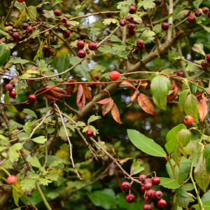 DSC_2341a (Copiar)