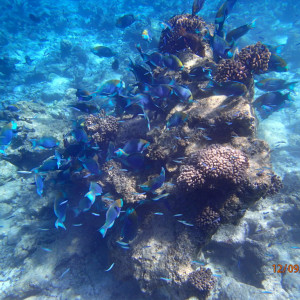 Snork1