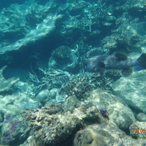 Snork2
