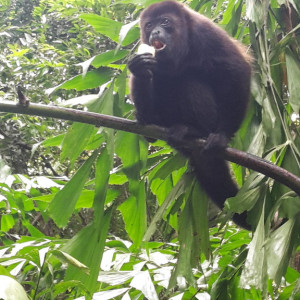 Macaco