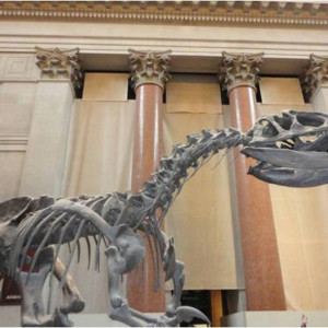 O fóssil à entrada do Museu Americano de História Natural