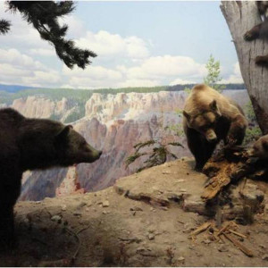 Um dos muitos habitats naturais retratados no museu