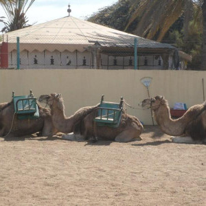 Camels - Dunas Maspalomas