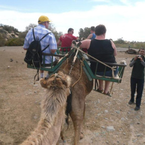 Camel Ride