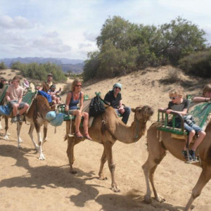 Camels