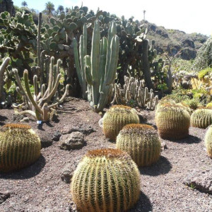 Jardín Botánico de Gran Canaria 2