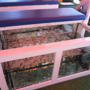 Fish Spa
