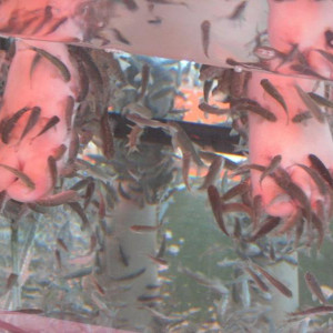 Fish Spa 2