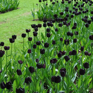 Keukenhof