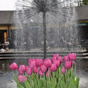Keukenhof