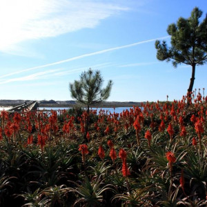 LAGO 080