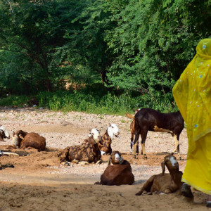 India_2016 (68)